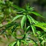 Hallan componente medicinal de cannabis en Brasil
