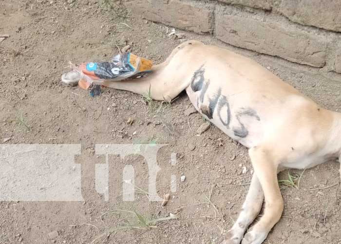 Foto: Investigan mórbido caso de gente que mata a perros y los ponen frente a una casa en Rivas / TN8