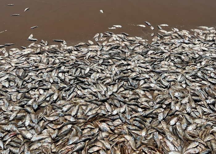 ¿El Apocalipsis? Aparecen miles de peces muertos en una playa de Texas