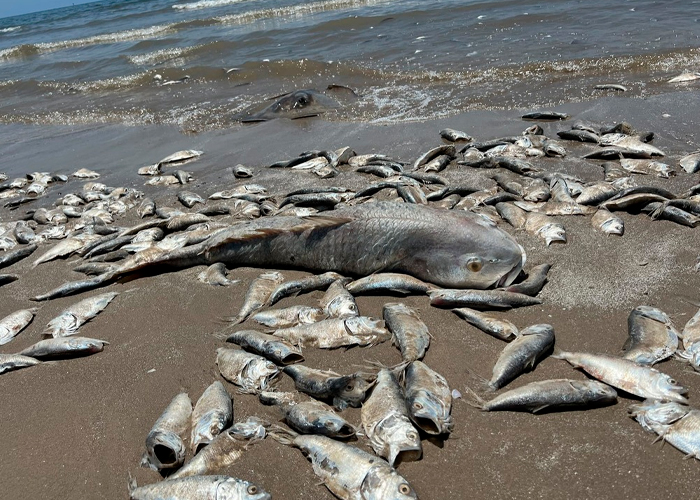 ¿El Apocalipsis? Aparecen miles de peces muertos en una playa de Texas 