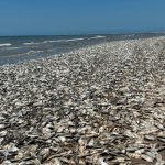¿El Apocalipsis? Aparecen miles de peces muertos en una playa de Texas