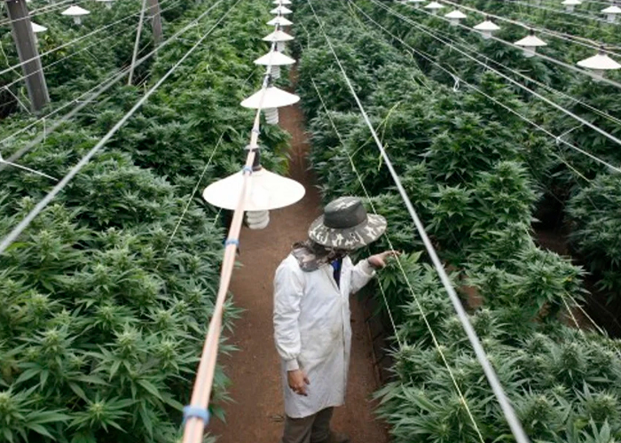 Cannabis legal enfrenta sobreproducción en Estados Unidos