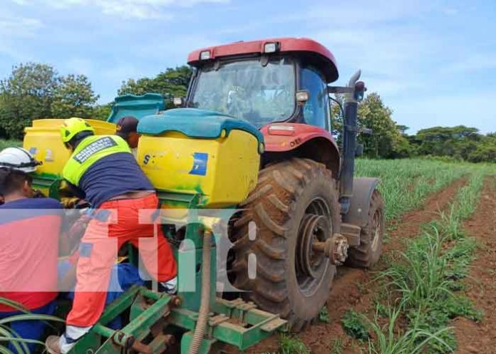 Foto: Joven pierde su pierna tras quedar prensado en maquina de cultivo en Chinandega / TN8