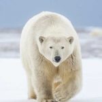 Foto: Héroe ruso salva a esposa y nieta de oso polar (VIDEO) / Cortesía