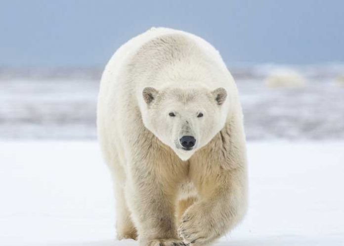 Foto: Héroe ruso salva a esposa y nieta de oso polar (VIDEO) / Cortesía