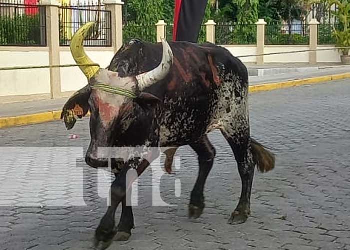Foto: Realizan grandioso tope de toros en la ciudad de Somoto / TN8