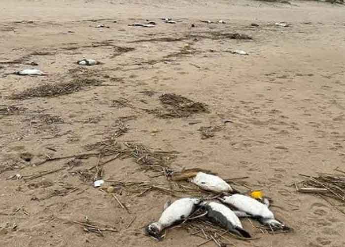 Encuentran a más de 5.000 pingüinos muertos en costas de Uruguay