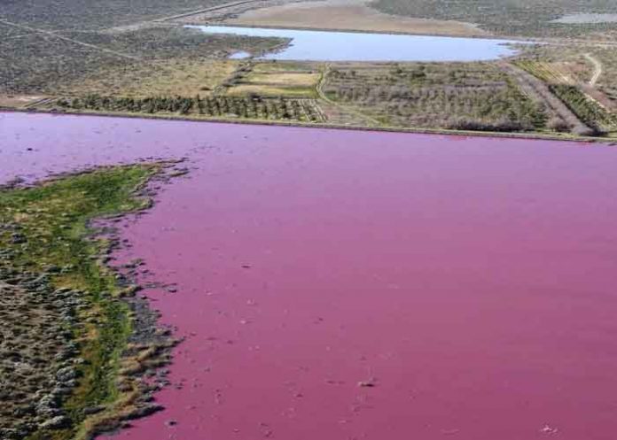 Altas temperaturas provoca que un lago se pinte de rosado en Rumania