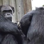 Encuentran muertos a dos chimpancés fugados de un zoológico en Colombia