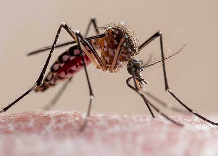 Ciencia: Las fuentes y alcantarillas influyen en el aumento de mosquitos