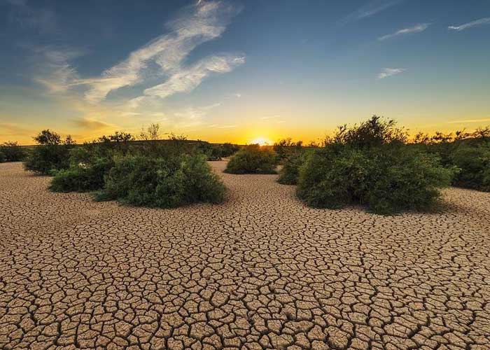 771 plantas y líquenes están en peligro de extinción por el cambio climático