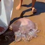 Inmensa medusa "alien" aterra a bañistas en España (Video)