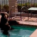 Oso huye del calor y se baña en el jacuzzi de una familia en California
