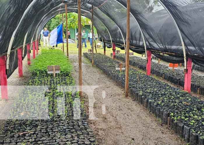 Foto: Vivero en Bilwi producirá 30 mil plantas para reforestación / Cortesía 