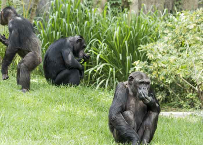 Encuentran muertos a dos chimpancés fugados de un zoológico en Colombia 