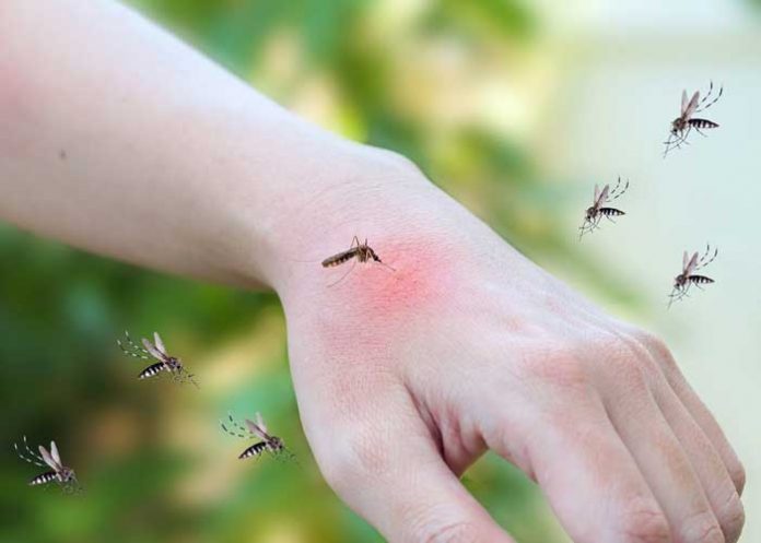 Ciencia: Las fuentes y alcantarillas influyen en el aumento de mosquitos