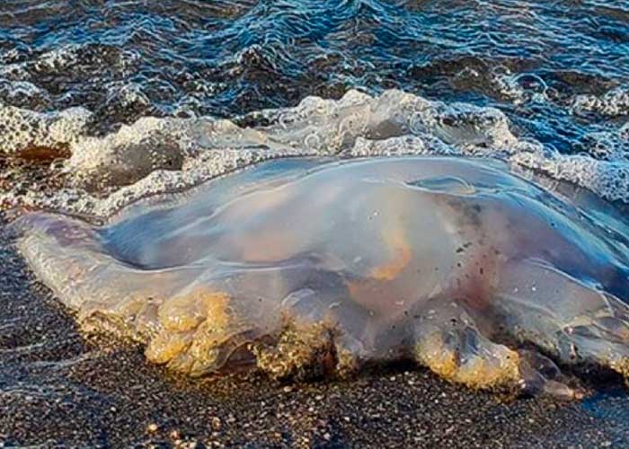 Inmensa medusa "alien" aterra a bañistas en España (Video)