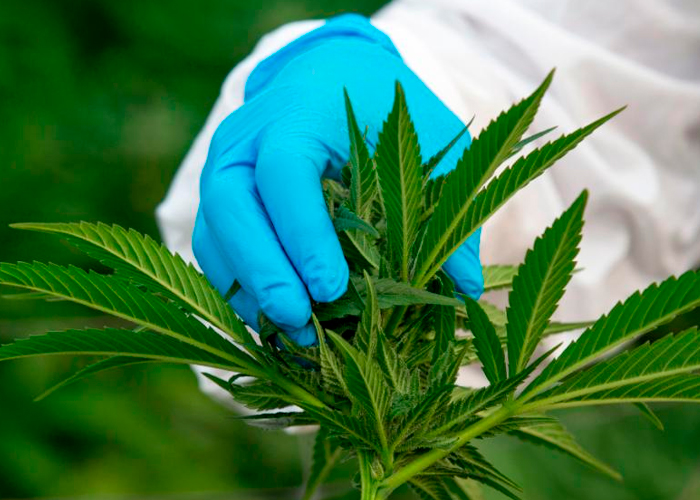 Cannabis legal enfrenta sobreproducción en Estados Unidos