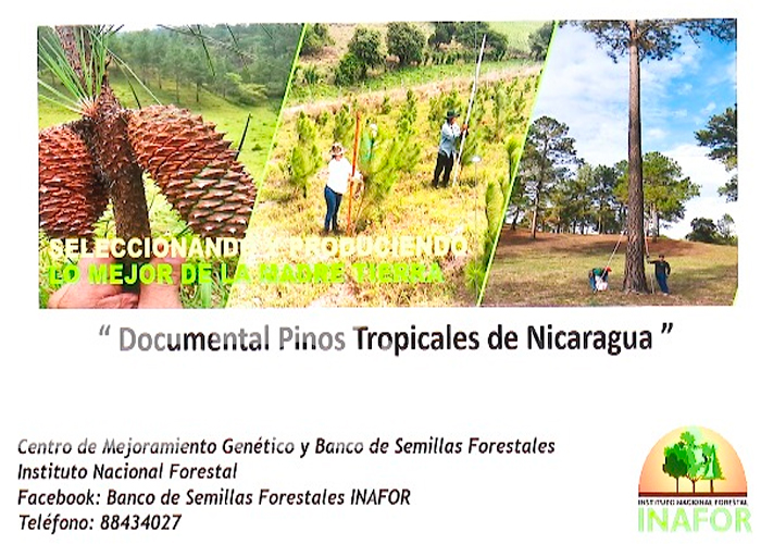 INAFOR presentó documental “Pinos Tropicales de Nicaragua”