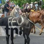 Foto: Realizan grandioso tope de toros en la ciudad de Somoto / TN8