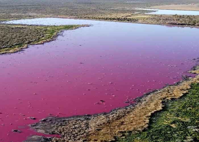 Altas temperaturas provoca que un lago se pinte de rosado en Rumania