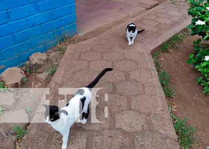 Foto: Las "Michis" dos gatitas gemelas que han sacado sonrisas en un colegio de Granada y se han viralizado en las redes sociales / TN8