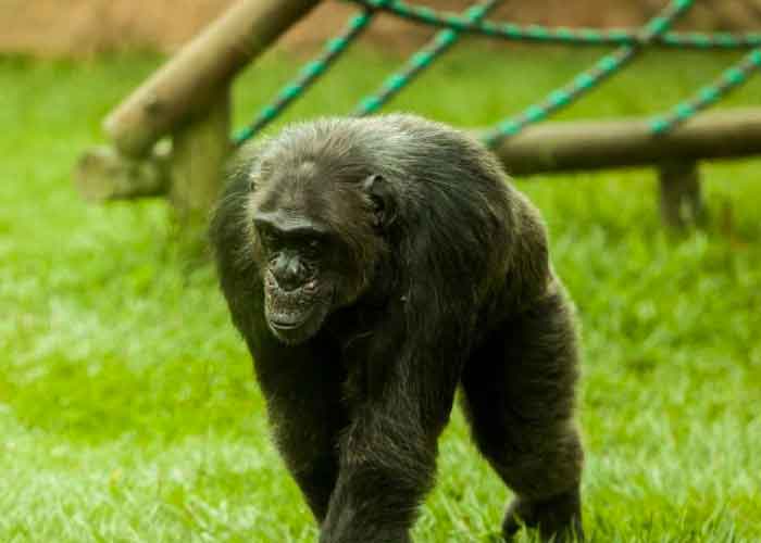 Encuentran muertos a dos chimpancés fugados de un zoológico en Colombia