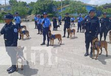 Foto: Graduación de técnica canina en Nicaragua / TN8