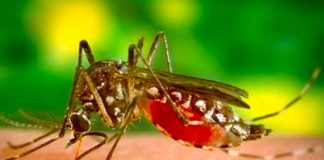 OMS "posible aumento de dengue en Europa"