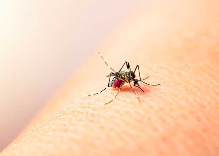 OMS "posible aumento de dengue en Europa"