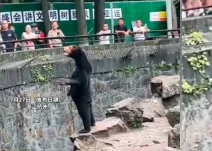 Oso de zoológico chino se volvió viral