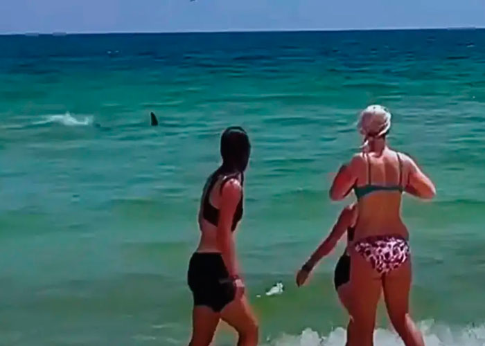 Bañistas huyen aterrados por presencia de tiburones en Estados Unidos