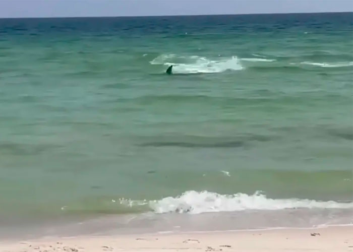 Bañistas huyen aterrados por presencia de tiburones en Estados Unidos