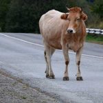 Foto: Joven muere al chocar con un semoviente en carretera Matagalpa-León / TN8