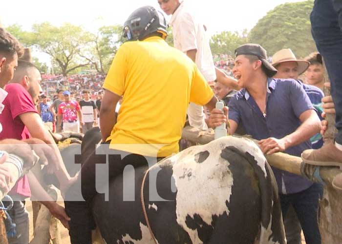 Foto: ¿Es necesario tomarse unos "pikinyukis" para montarse en un toro? / TN8