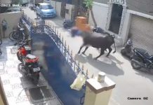 Foto: Arrestan al dueño de una vaca que embistió gravemente a niña en calle de India/ Cortesía