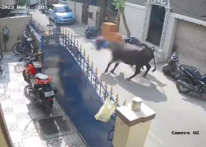 Foto: Arrestan al dueño de una vaca que embistió gravemente a niña en calle de India/ Cortesía