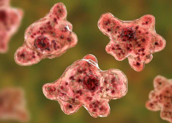 Una persona murió en EE.UU. tras ser infectada por una ameba "comecerebros"