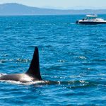 ¿Actuaron por miedo? Turistas disparan a orcas desde un velero