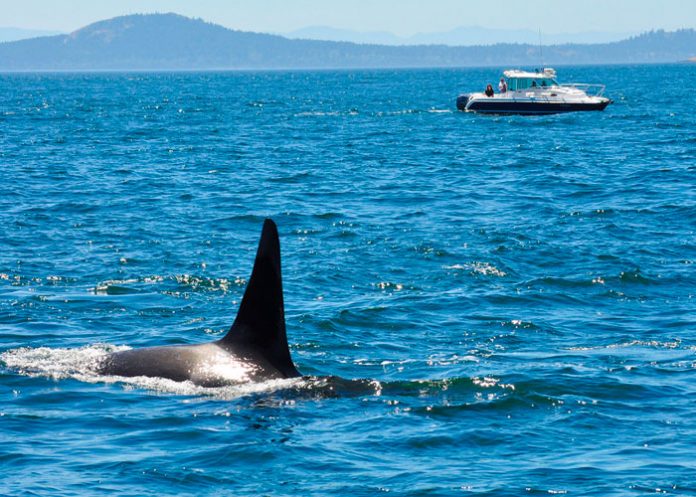 ¿Actuaron por miedo? Turistas disparan a orcas desde un velero