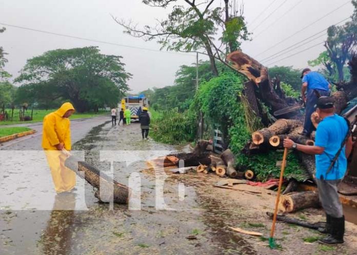 Tras varias horas lluvia colapsa árbol en una humilde vivienda en Acoyapa, Chontales