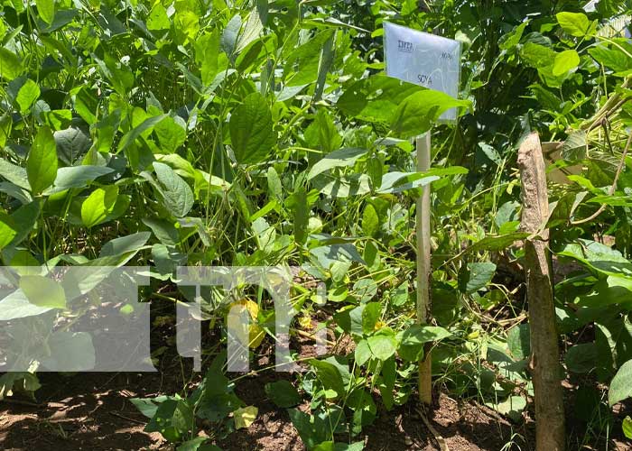 Chinandega recibe capacitación sobre producción de soya