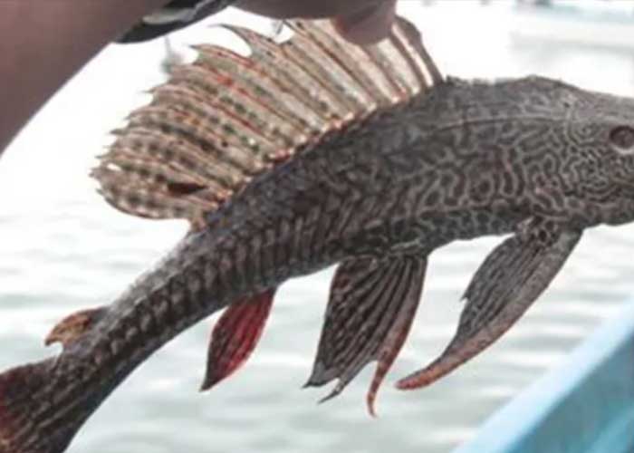 Foto: "Aterrador" presencia de pez diablo genera alerta en Nuevo León, tras el hallazgo de esta especie tan particular en su forma y color / Cortesía