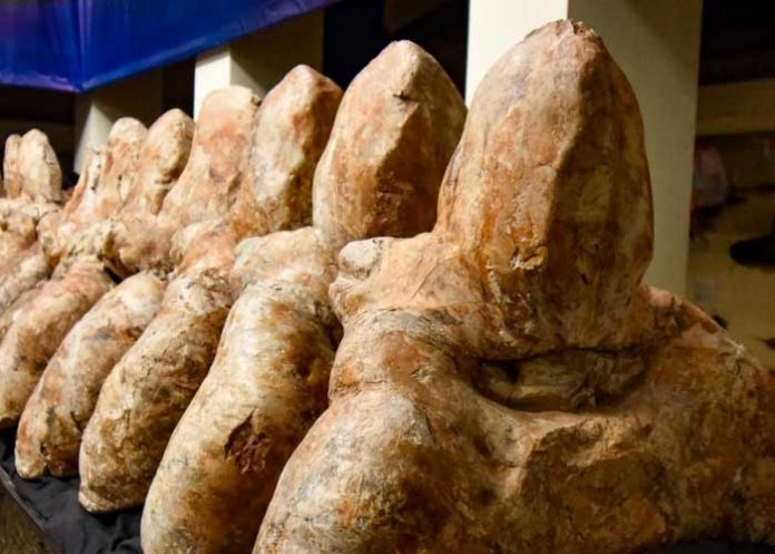 Paleontólogos buscan los restos del Perucetus colossus