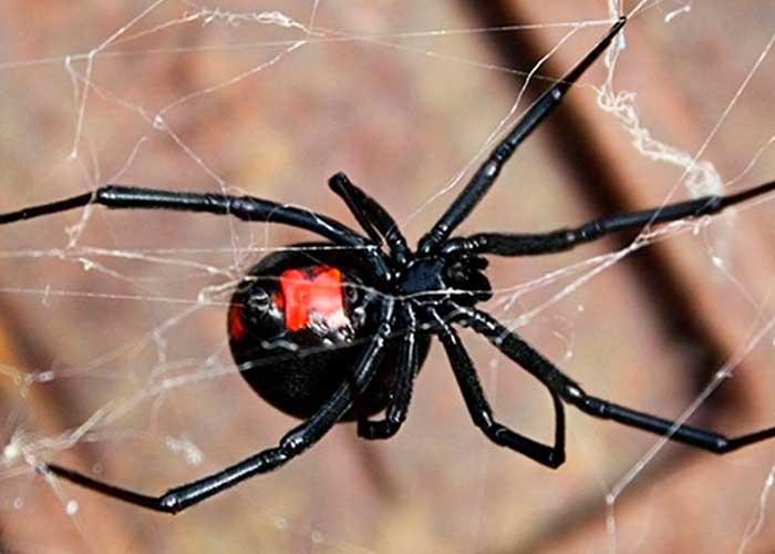 Cipote quería convertirse en "Hombre araña" y se deja picar por una viuda negra