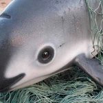 Lanzan alerta de extinción internacional para la "vaquita marina" en México
