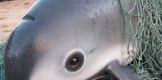 Lanzan alerta de extinción internacional para la "vaquita marina" en México