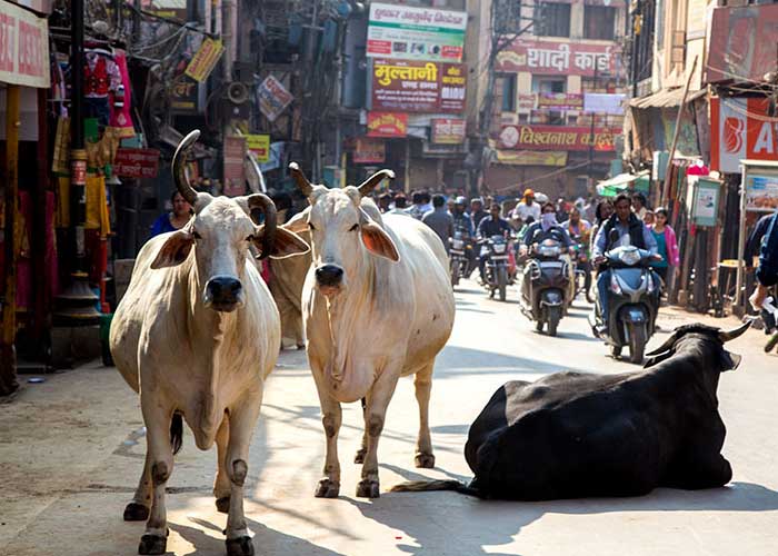 Foto: Arrestan al dueño de una vaca que embistió gravemente a niña en calle de India/ Cortesía 