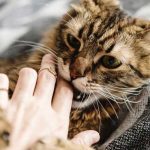 Ciencia: Hombre mordido por gato callejero contrae una infección desconocida