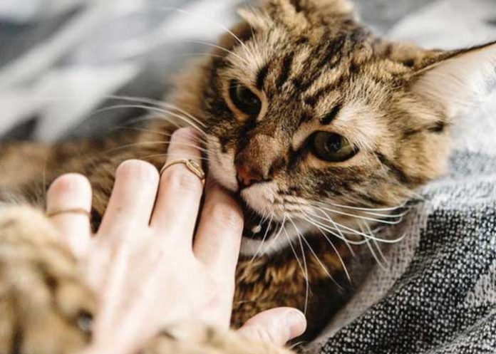 Ciencia: Hombre mordido por gato callejero contrae una infección desconocida